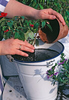 Step 3: Unpot the plant and submerge the root ball well