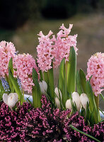 Hyacinthus orientalis, Crocus Vernus