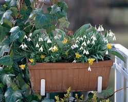 Galanthus nivalis