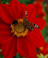 Dahlia 'Feuerrad' (einfache Dahlie) mit Inachis io (Tagpfauenauge)