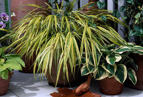 Alopecurus aureus (foxtail grass)