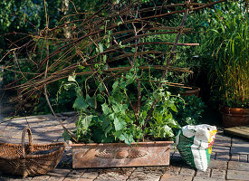 Asarina on willow branches trellis