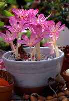 Colchicum giganteum (Herbstzeitlose)