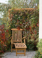 Deck chair on balcony with Parthenocissus (wild vine)