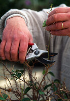 Cut back bougainvillea in autumn