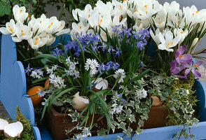 Crocus vernus, Scilla siberica