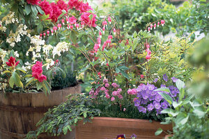 Campanula carpatica, Dicentra spectabilis