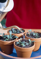 Sowing of biennial Myosotis sylvatica (Forget-me-not)