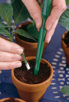 Datura, cuttings propagation