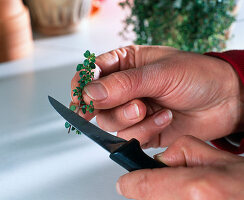 Thyme cuttings propagation