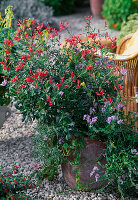 Salvia Jamensis 'La Lima'