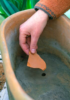 Plant the shell with the spring onions