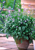 Sowing biennial Myosotis sylvatica (forget-me-not) in pocket amphora