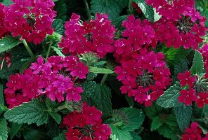 Verbena - Hybr. 'Burgundy'