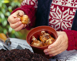 Planting onions for spring