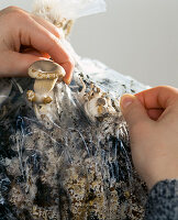 Oyster mushroom cultivation in plastic bag