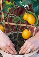 Repotting Citrus 