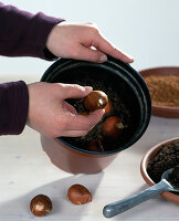 Planting tulip bulbs in autumn 4