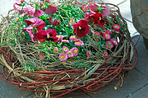 Frühlingsarrangement mit Viola 'Fama Rot' und Bellis