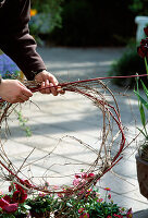 Frühlingsarrangement mit Viola 'Fama Rot' und Bellis