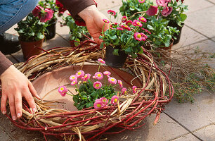 Frühlingsarrangement mit Viola 'Fama Rot' und Bellis