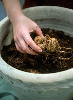 Planting dahlia tuber in spring