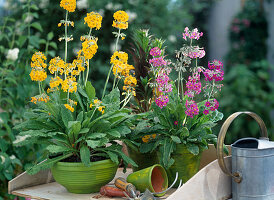 Primula x bullesiana (yellow)