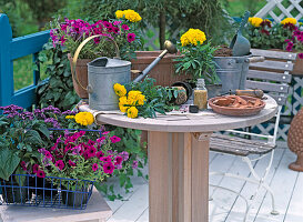 Still life balcony flowers with terracotta box, soil