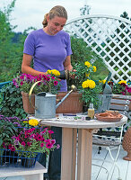 Monika planting a balcony box with Tagetes erecta