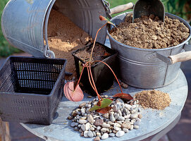 Plant water tub