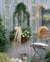 Drahtkorb an der Wand mit Verbena 'Temari White'