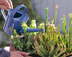 Planting Sarracenia (tube plant) in a bowl