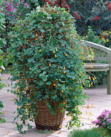 Growing of tuberous nasturtium