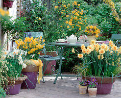 Yellow spring terrace with daffodils
