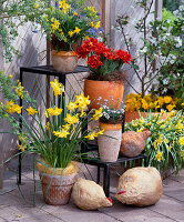 Etagere with Narcissus 'Pipit' (ground), Narcissus 'Tete a Tete'