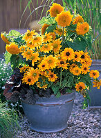 Schale mit Rudbeckia hirta 'Marmelade' - 'Goldilocks' - Prairie Sun'