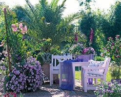 Wooden box with Petunia Conchita 'Strawberry Forest', Podranea