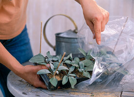 Salvia officinalis 'Berggarten' cuttings propagation