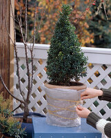Winterschutz für Kübelpflanzen: 1. Step: Kübel mit Luftposterfolie einpacken