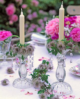 Clematis (Clematis vines) with fruit stands as candles
