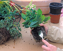 Plant clay pot