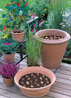 Tulip bulbs in the pot