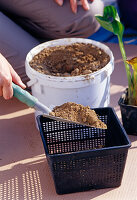 Create a water-plant balcony