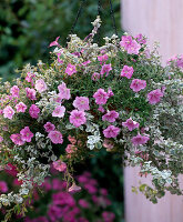 Petunia 'Softrose' (petunia)