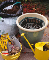 Planting daffodils in tubs in autumn (1/7)