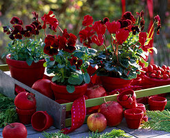 Rotes Wachs: Step (2/2). Viola (Stiefmütterchen und Hornveilchen), Malus (Apfel)