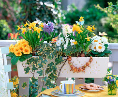 Plant box with spring onion flowers