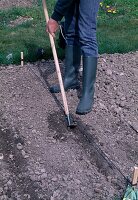 Woman digging seed groove for vegetable sowing