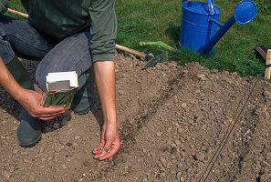 Peas, sow in the flower bed