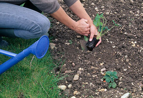 Planting strawberries